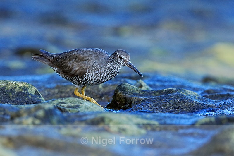 Wandering Tattler searching for food, Ke'e Beach, Kauai - Wandering Tattler