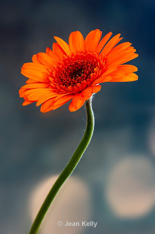 Single Orange Gerbera - DSC_1629 - Orange