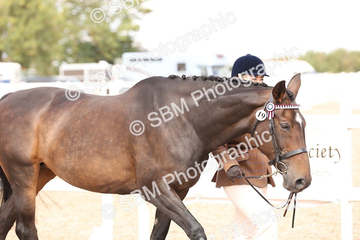 SBM_15321 - Class 210- IH Show Horse