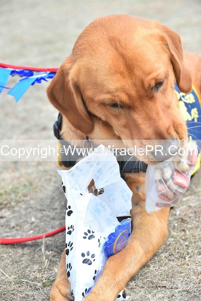 SH4_0312 - Dog show.