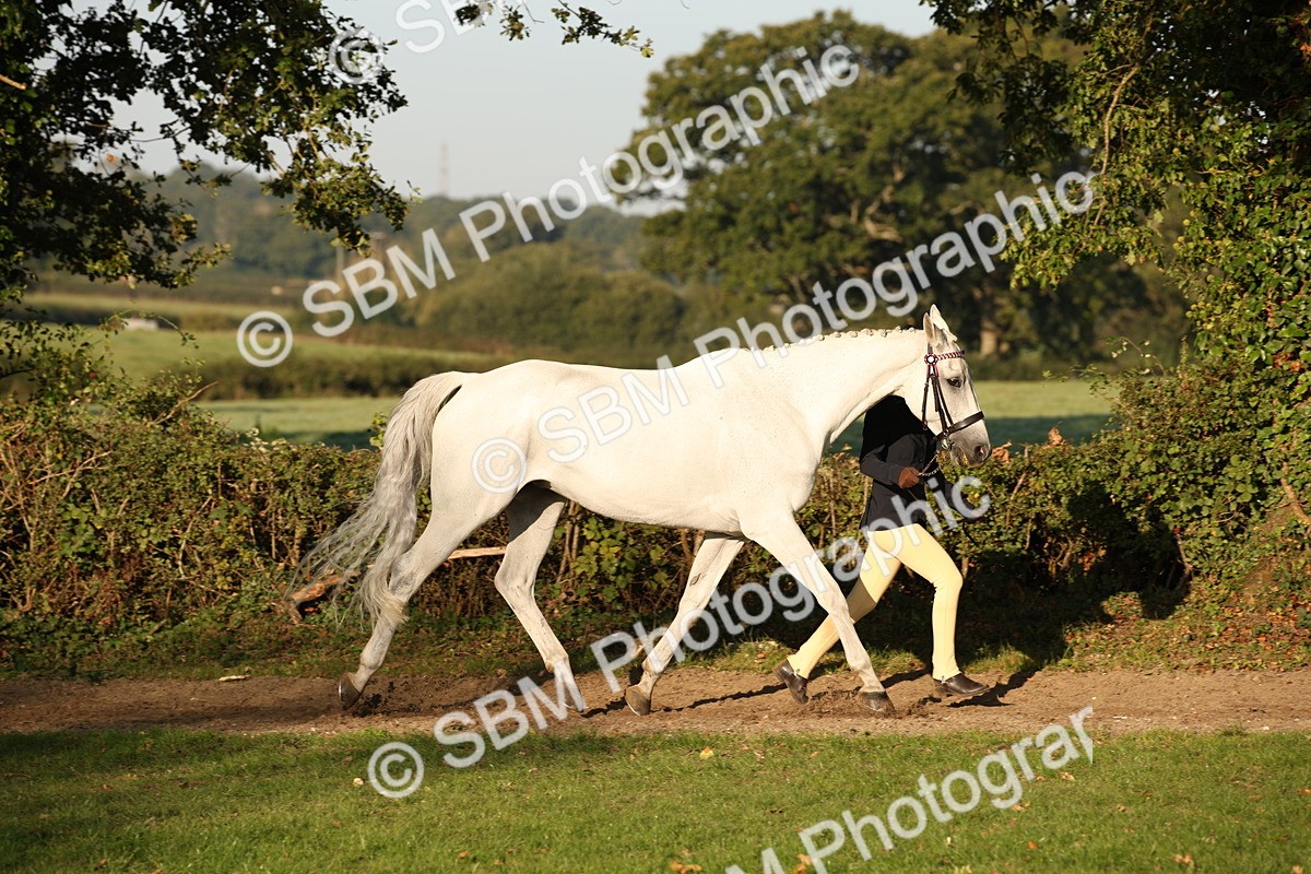 SBM_57546 - S50 - Foreign Breeds In Hand
