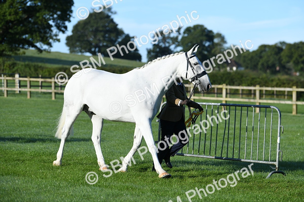 SBM_32864 - S15 - Condition & Turnout In Hand