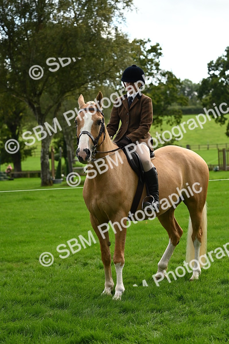 SBM_26374 - S6 - Novice & newcomer Ridden horse