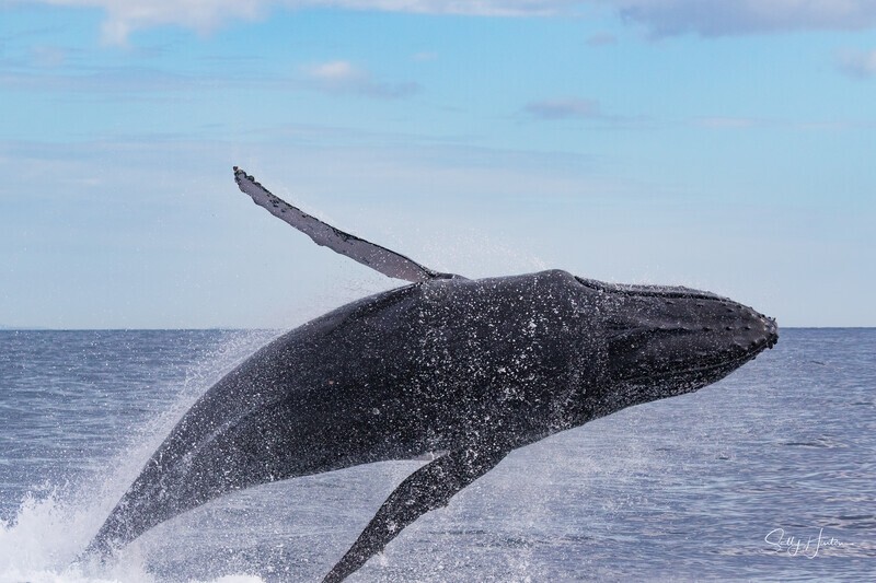 Humpback Ballet 10. 0A3A1483 - 2025 Whales