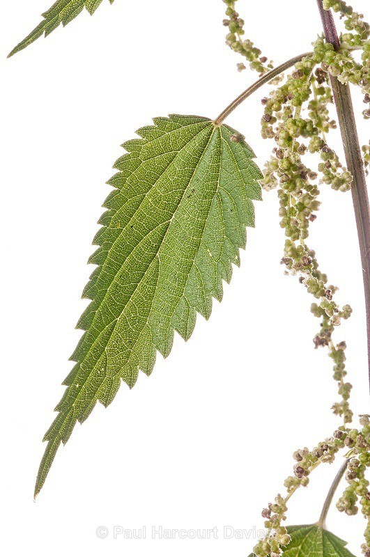 Common Nettle (Urtica dioica) MYN - Plants - WB
