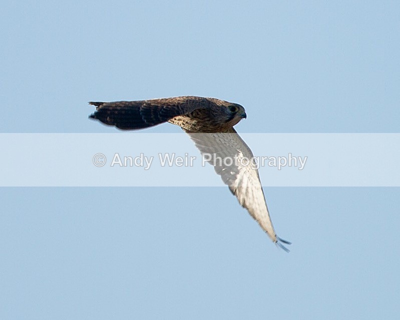 20111106-_MG_7385 - Kestrel