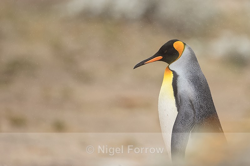 King Penguin, Saunders Island, Falklands - King Penguin