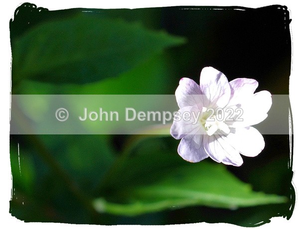 A Light in the Green Darkness - Plants and Insects