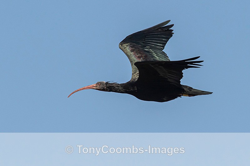 Bald Ibis - Spain  2016