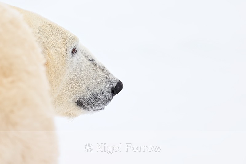 Polar Bear (male) eye in focus, Churchill, Canada - Polar Bear