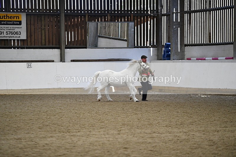 WJ5_5612 - Morning in hand Championship