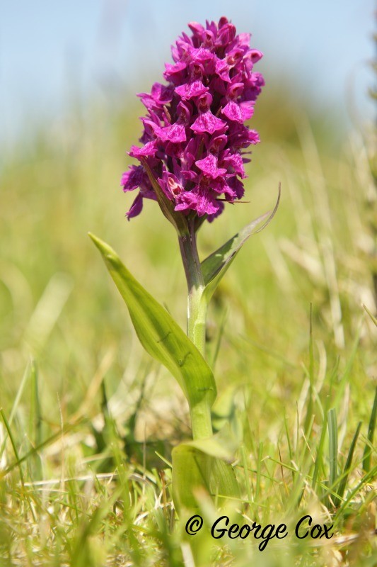 Northern Marsh Orchid