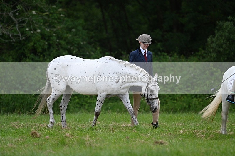 WJ7_4382 - Class 14B Prettiest Mare