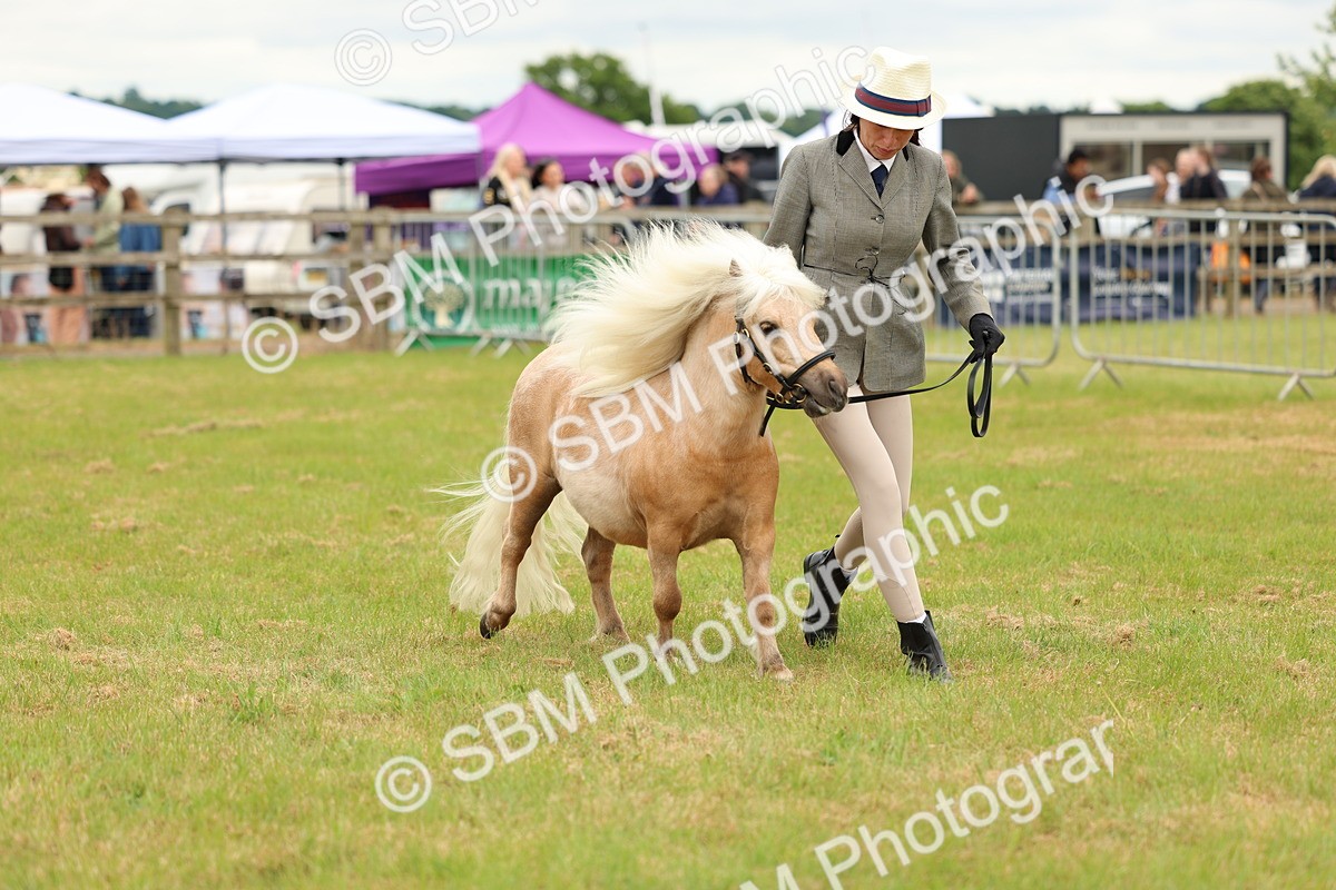 SBM_04458 - Class 64-67 - Shetland Pony In Hand