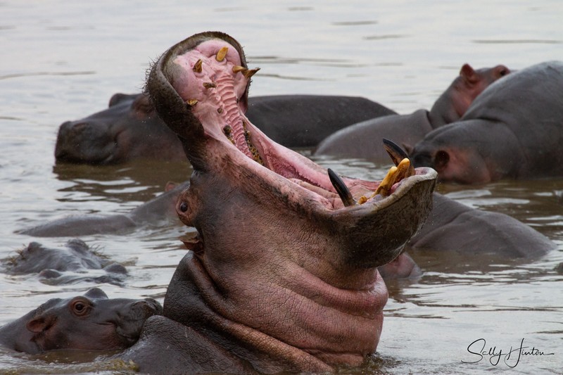 Hippo Pool 4