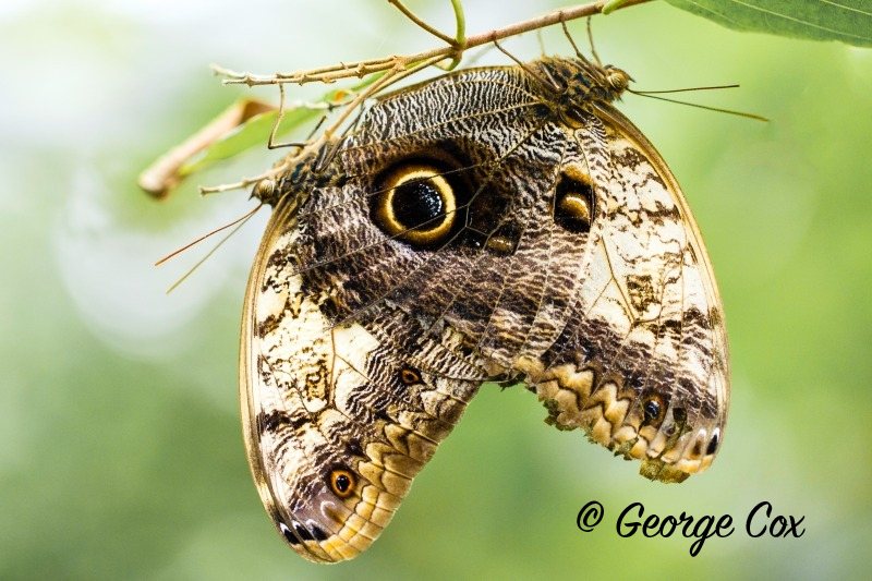 Owl Butterfly - Caligo eurilochus