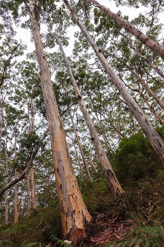 6SKJ4275 - Worldwide