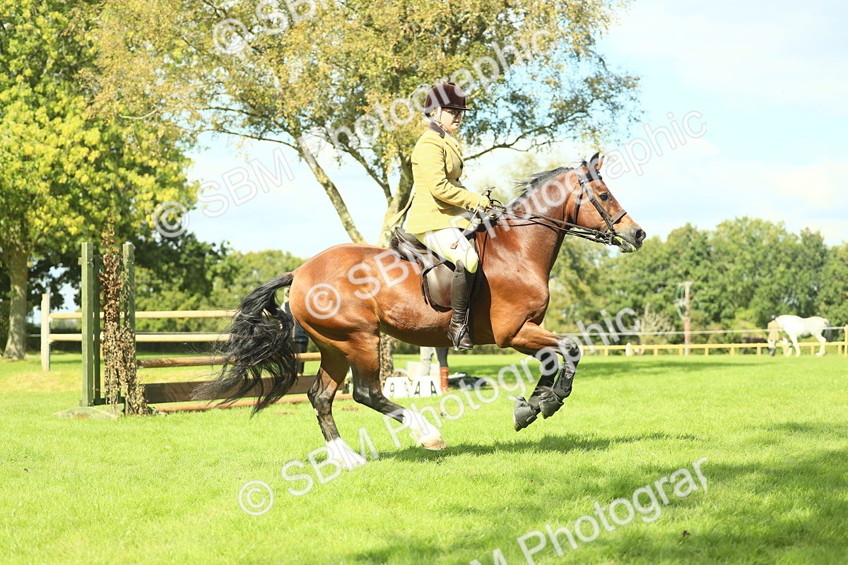 SBM_42972 - S30 - M&M Working hunter Pony