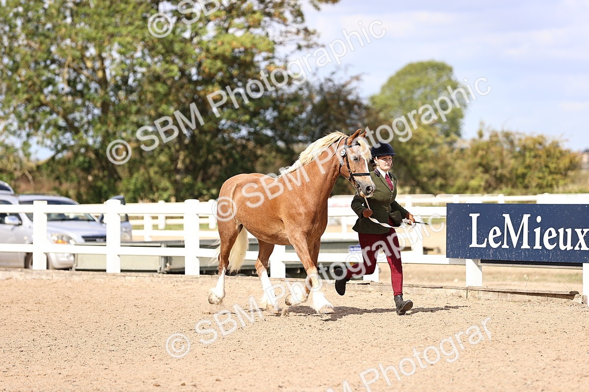 SBM_14290 - Class 411 - Prettiest Mare (IH OR Ridden) Adult