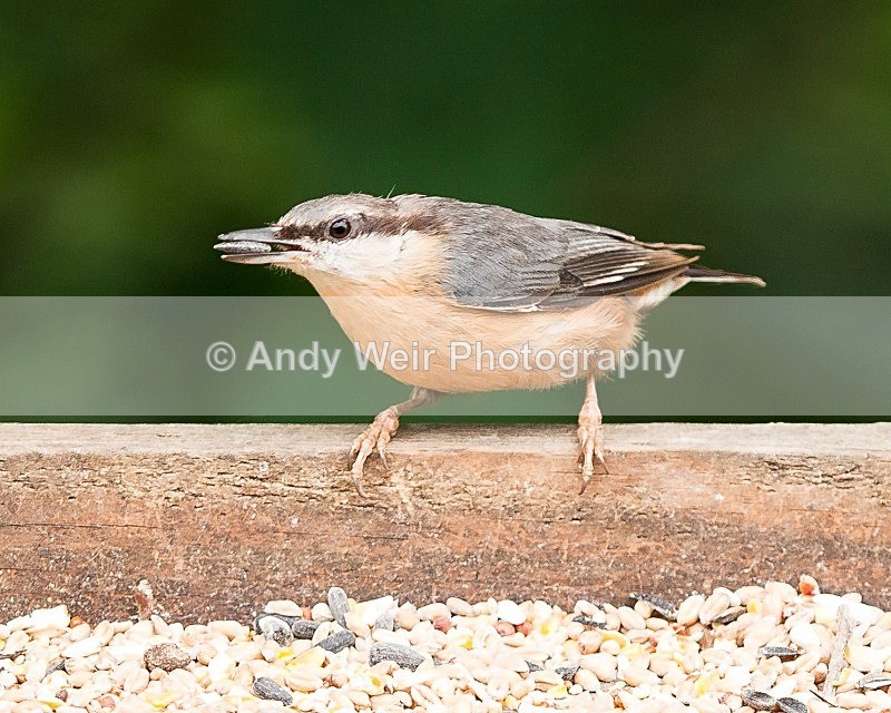 20090525-029 - Nuthatch & Treecreepers