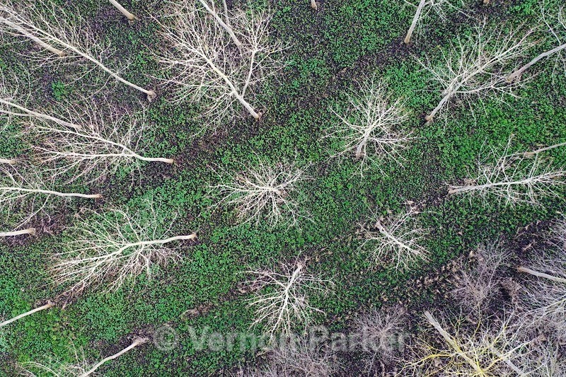 Poplar trees growing in the Nar Valley. - Ariel Landscapes