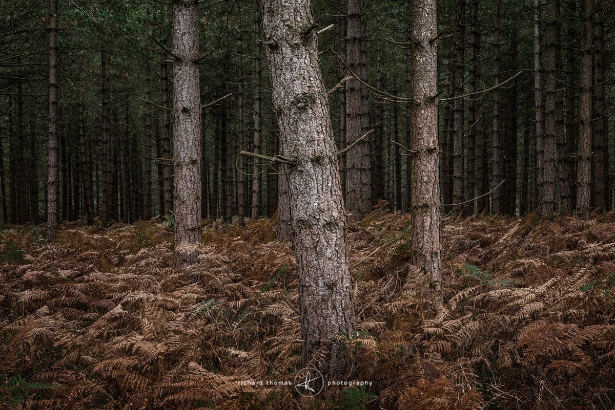 Slant - New Forest - Woodland