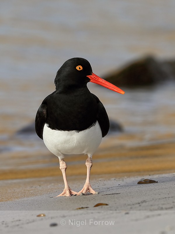 Magellanic Oystercatcher front view, Falklands - Magellanic Oystercatcher