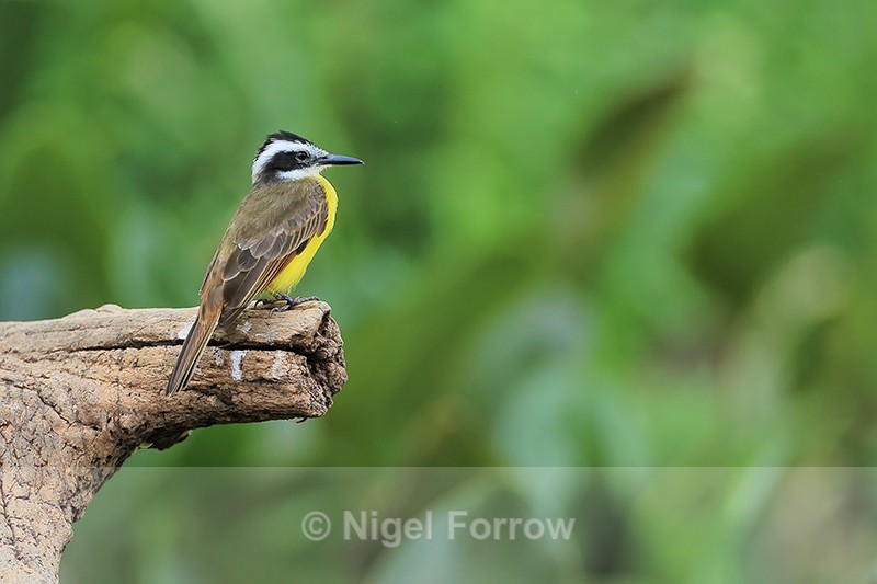 Lesser Kiskadee perched on stump, Pantanal, Brazil - Lesser Kiskadee