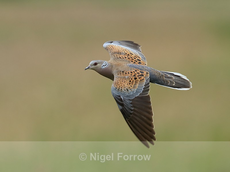 Turtle Dove in flight, Otmoor RSPB - Turtle Dove