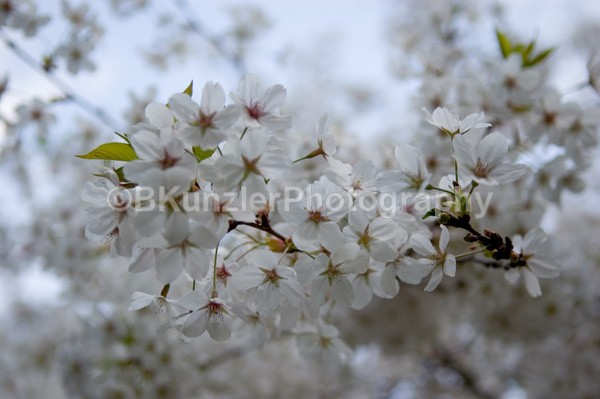  - Flowers