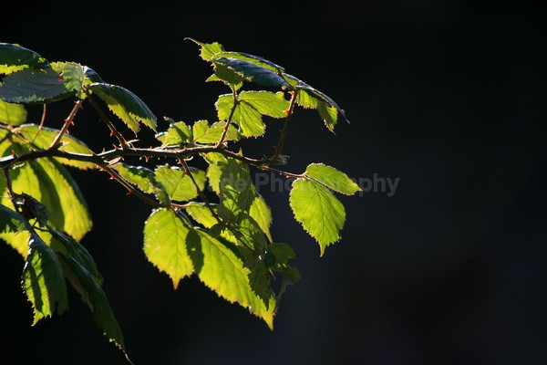 Flower  _FL_028 - Wild Flowers,  plants & Fungus photography, Great Britain
