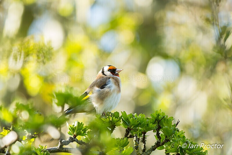 Goldfinch (Carduelis carduelis) enjoying the sun along the towpa - Nature
