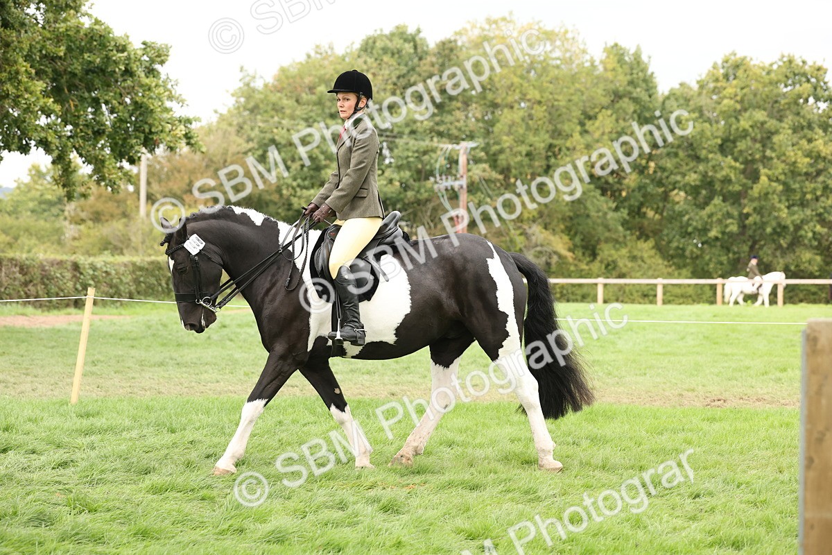 SBM_67258 - S67 - Piebald & Skewbald Horse Ridden