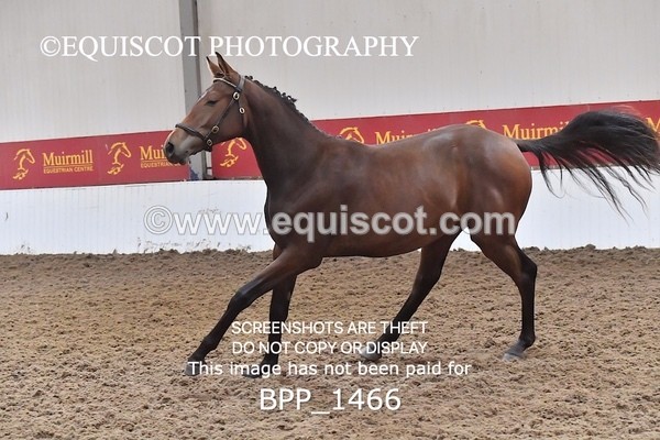 BPP_1466 - MORNING 9AM - 12PM