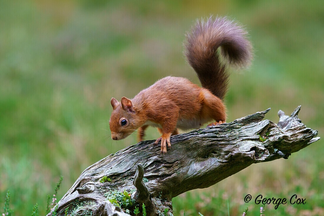 DSC05170 - Scotland