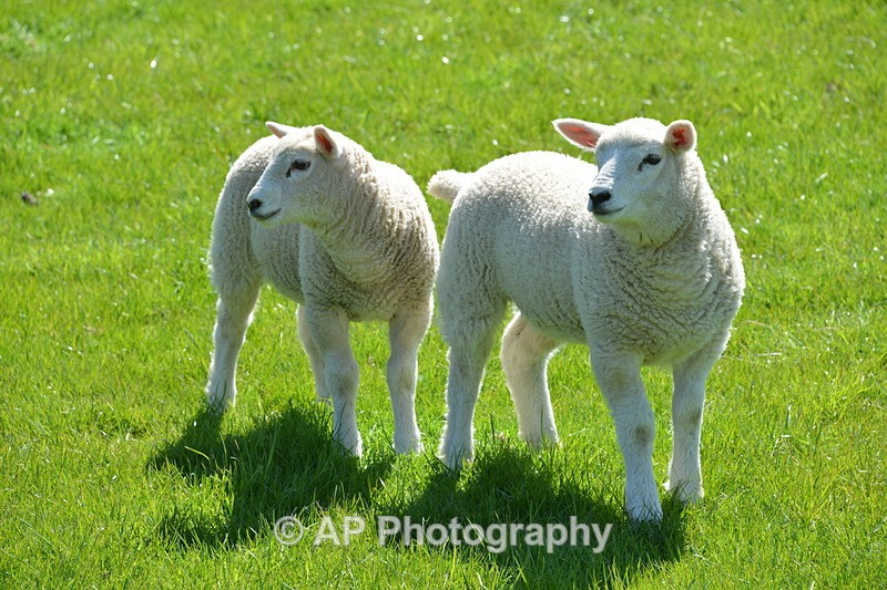 ACP_4184 - Sheep