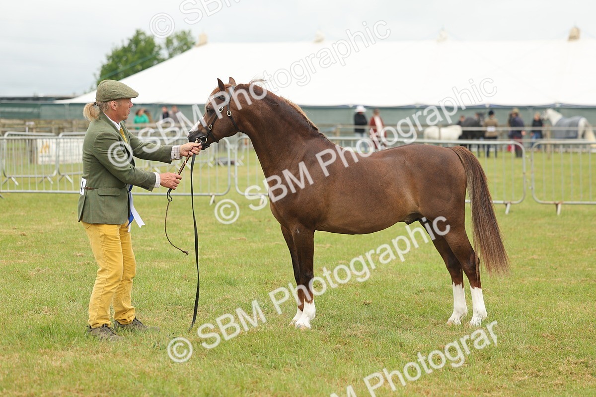 SBM_02302 - Class 50-57 - M&M Welsh Pony In Hand