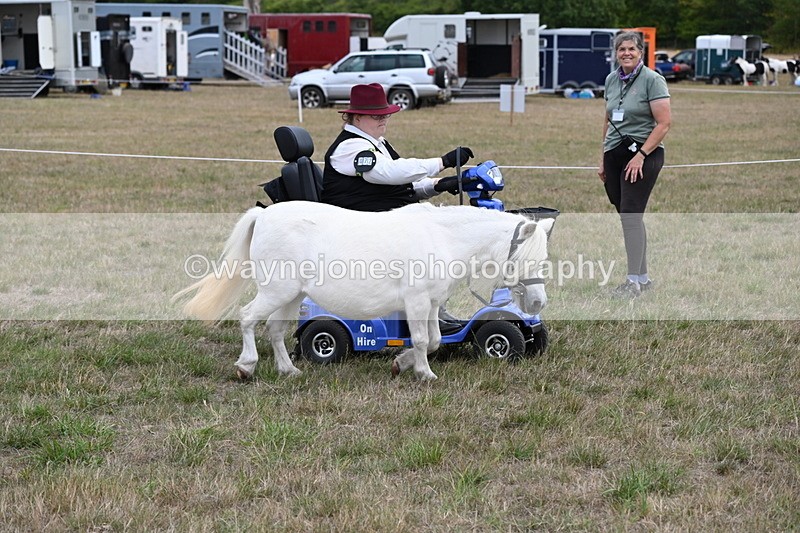 WJ6_6018 - Class 19 In-hand Veterans (Uploaded correct folder)