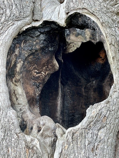 Harry Potter Tree Hole - LANDSCAPES & TREES