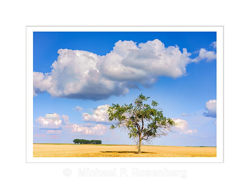Solitary Tree In Wheat Field, ND - HOME ON THE PRARIE