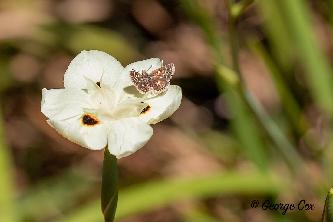 Butterfly Common Sandman - South Africa - Limpopo