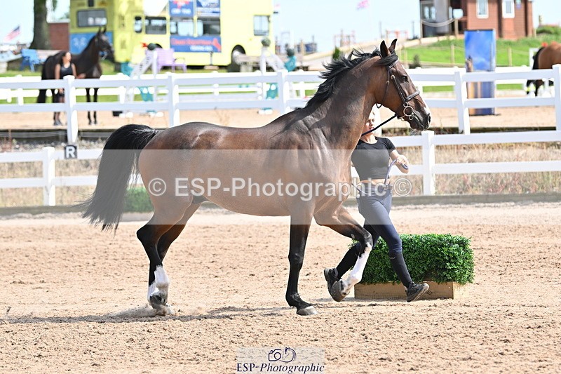 240717A-155603-03202 - Trot Up 3pm to 4pm