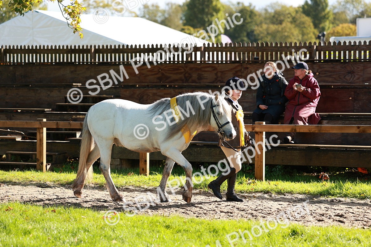 SBM_42081 - S32 - Mountain & Moorland Working Hunter Pony