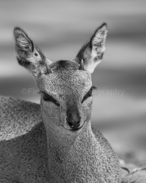 safari-193 - African Wildlife