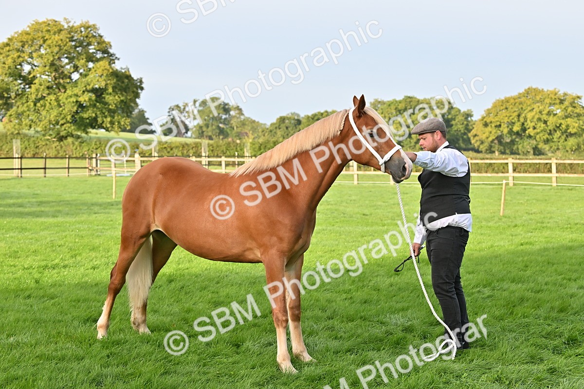 SBM_55359 - S44 - Youngstock In Hand
