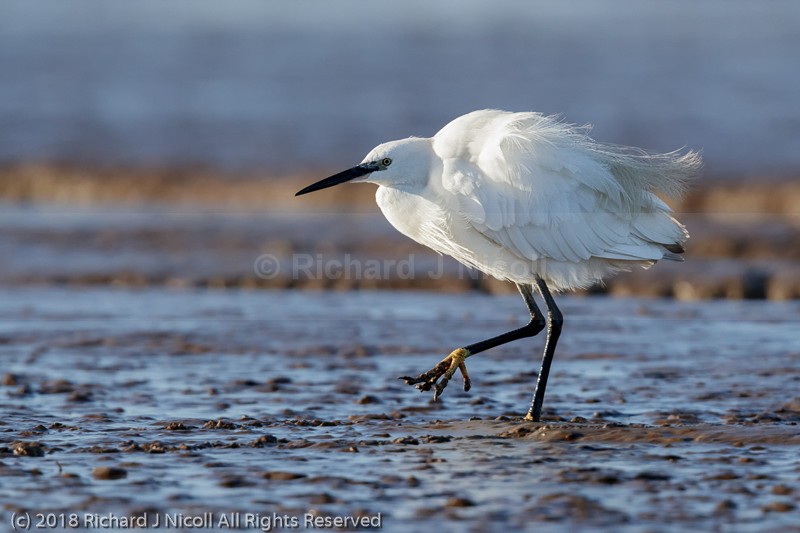 Little Egret (Egretta garzetta) - Little Egret (Egretta garzetta)