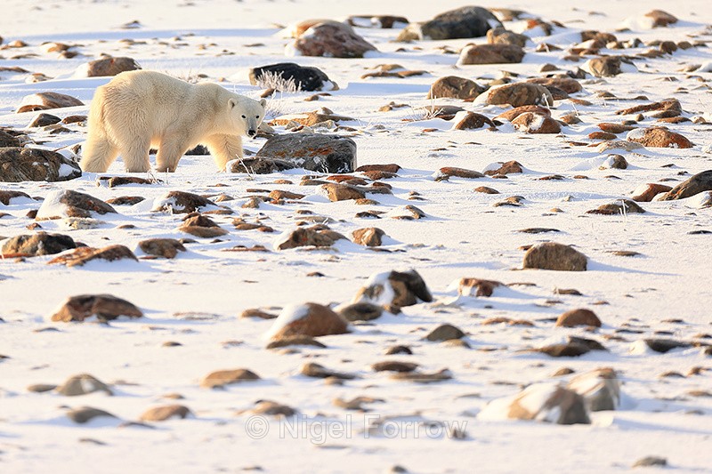 Polar Bear in boulder field, Churchill, Canada - Polar Bear