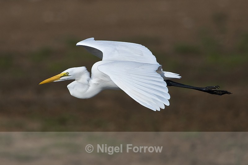 Great White Egret - Great White Egret