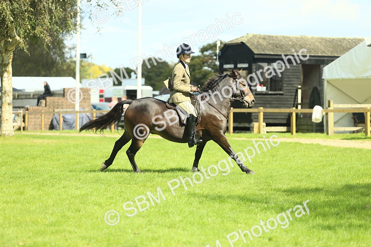 SBM_42902 - S30 - M&M Working hunter Pony