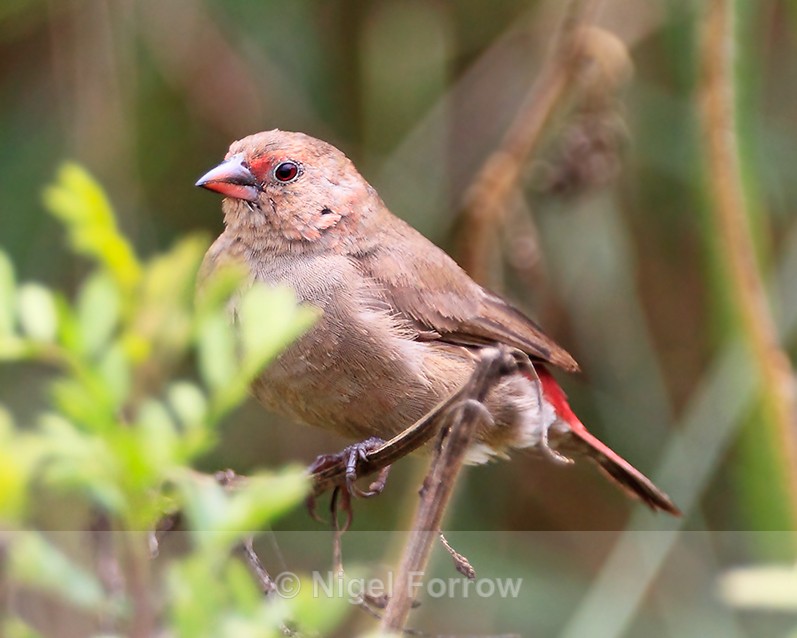 Red-billed Firefinch (female) perched on a branch - Red-billed Firefinch